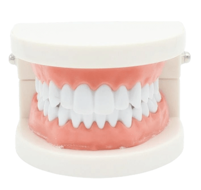 Training Jaw for Dental Tooth Gems Application