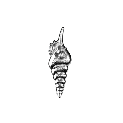 Twisted seashell teeth jewelry